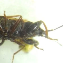 Eremocoris podagricus