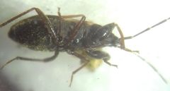 Eremocoris podagricus