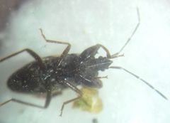 Eremocoris podagricus