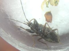 Eremocoris podagricus