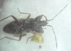 Eremocoris podagricus
