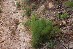 Nanobubon strictum