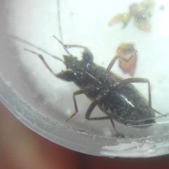 Eremocoris podagricus