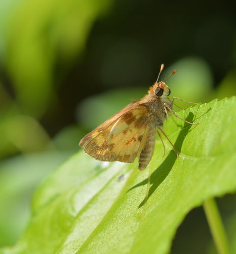 Zabulon Skipper photo 4