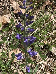 Baptisia australis aberrans