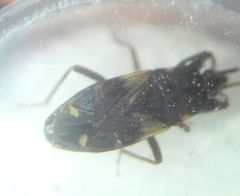 Eremocoris podagricus