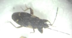 Eremocoris podagricus