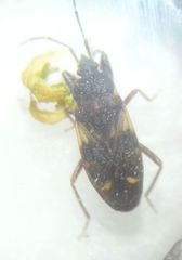 Eremocoris podagricus