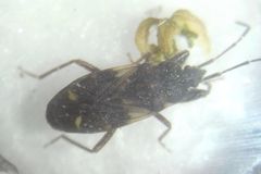 Eremocoris podagricus