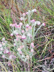 Erica barbigeroides