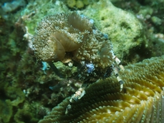 Cyclocoeloma tuberculatum