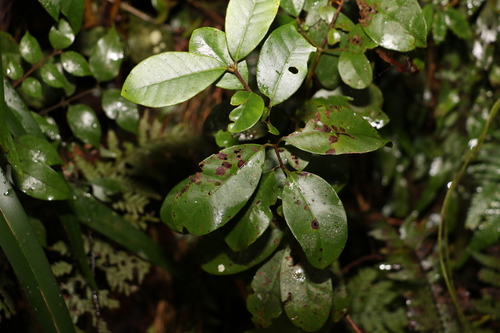 Image of Lenwebbia prominens by (c) Greg Tasney, some rights reserved (CC BY-SA)