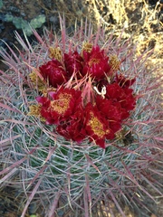Ferocactus gracilis gracilis