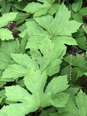 Hydrastis canadensis