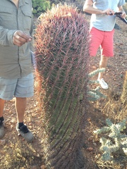 Ferocactus gracilis gracilis