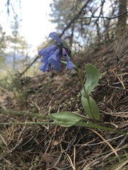Mertensia longiflora