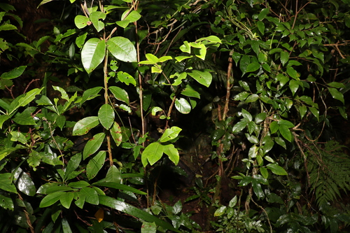 Image of Lenwebbia prominens by (c) Greg Tasney, some rights reserved (CC BY-SA)