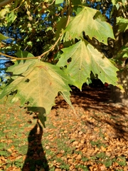 Platanus