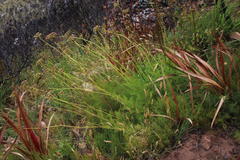 Nanobubon strictum