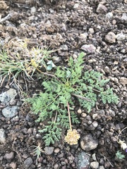 Lomatium quintuplex