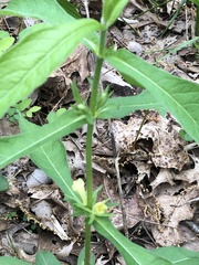 Triosteum angustifolium