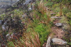 Nanobubon strictum