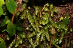 Cyathophorum bulbosum