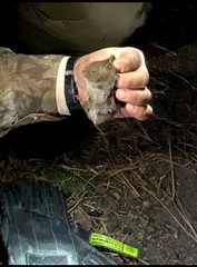 West Mexican Cotton Rat photo 2