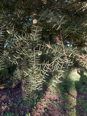 Podocarpus totara
