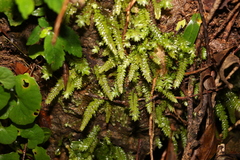 Cyathophorum bulbosum