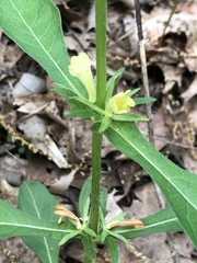 Triosteum angustifolium