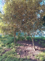 Pittosporum ralphii