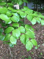 Cornus kousa