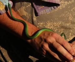 Philothamnus occidentalis