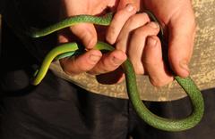 Philothamnus occidentalis