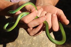 Philothamnus occidentalis