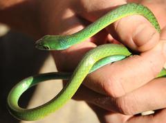 Philothamnus occidentalis