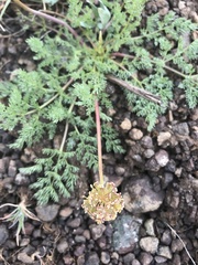 Lomatium quintuplex