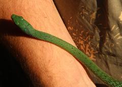 Philothamnus occidentalis