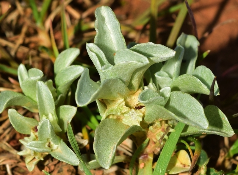 Trailing Micropus