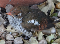 Chrysococcyx caprius