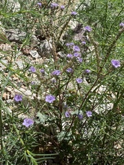 Phacelia bombycina