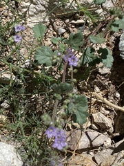 Phacelia bombycina