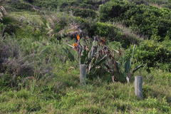 Strelitzia reginae reginae