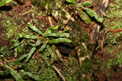 Grammitis stenophylla
