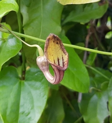 Aristolochia sempervirens