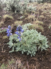 Lupinus saxosus