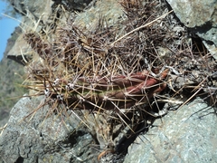 Austrocactus spiniflorus