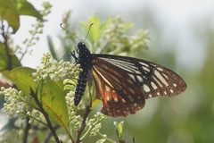 Papilio agestor