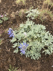 Lupinus saxosus